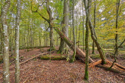 Gemeinde Bayerisch_Eisenstein Landkreis Regen Hans-Watzlik-Hain Baumriesen (Dirschl Johann) Deutschland REG